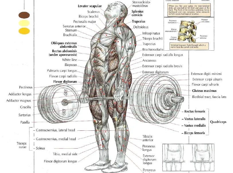 This is how you increase your deadlift