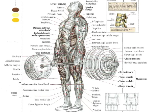 This is how you increase your deadlift